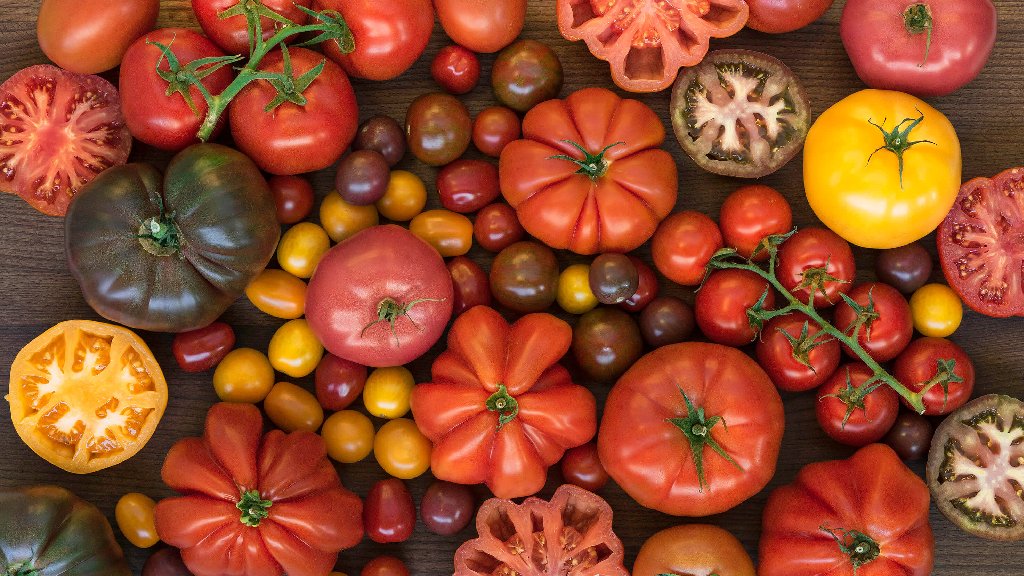 tomato varieties