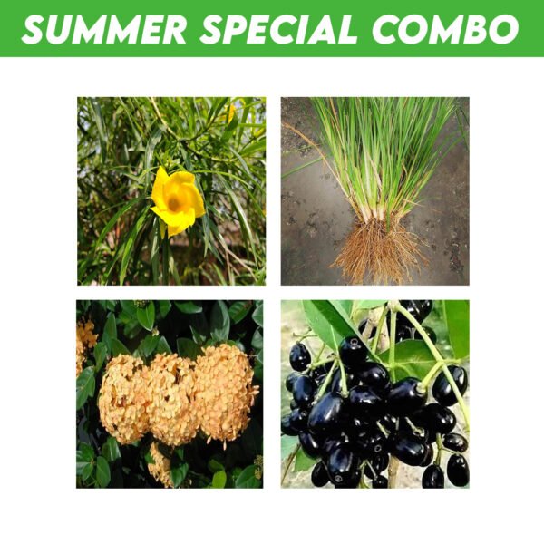 Summer Special Combo