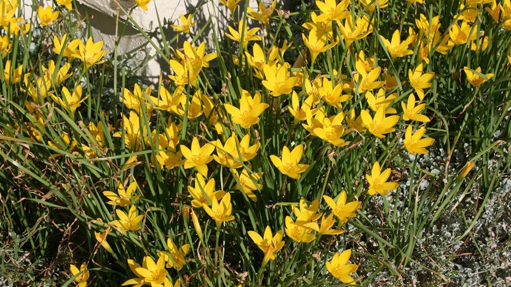 Zephyranthes sulpurea rain lily(yellow)