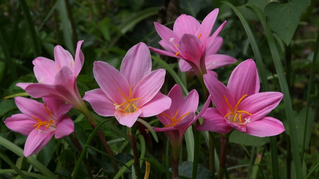 Zephyranthes robustus rain lily(pink)