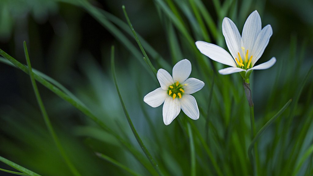 Zephyranthes atamasca(white lily flower)