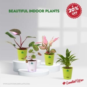 Beautiful Indoor Plants