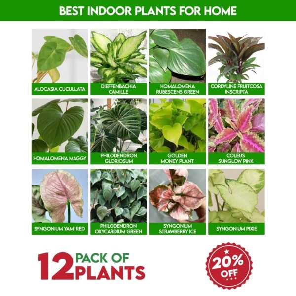 Best Indoor Plants For Home