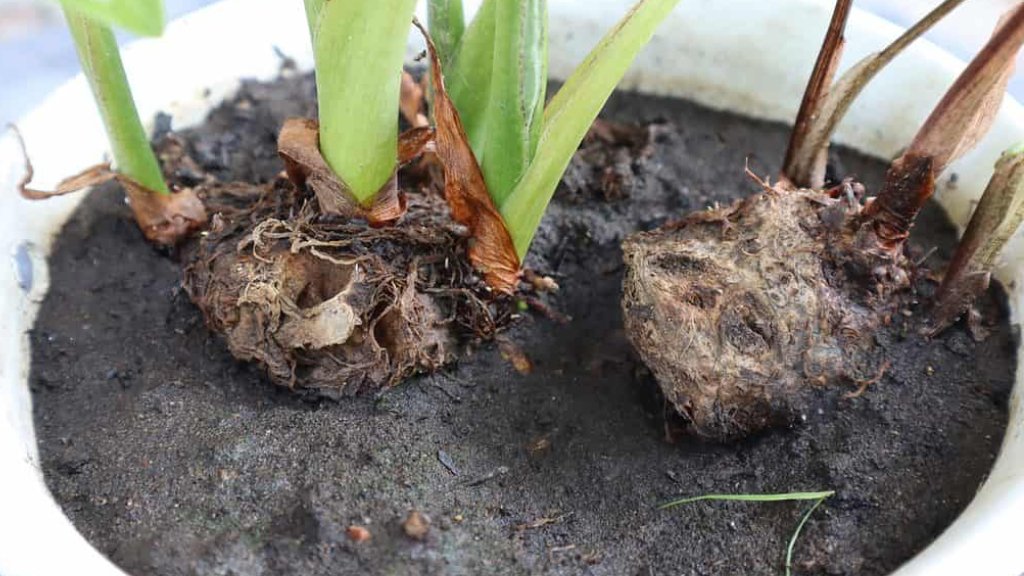 caladium soil