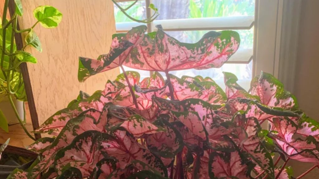 caladium plant tissue culture