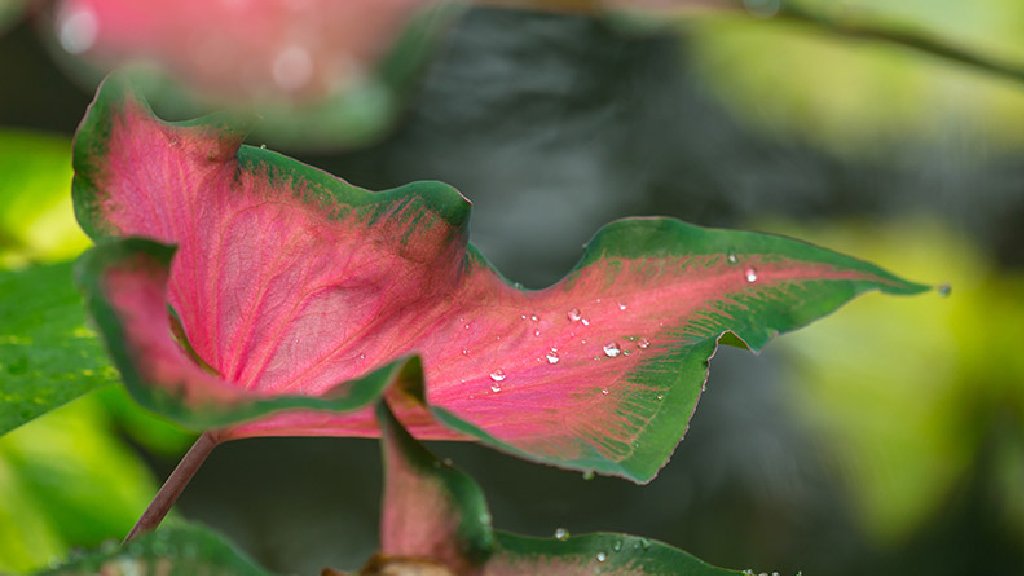 caladium plant care in winter