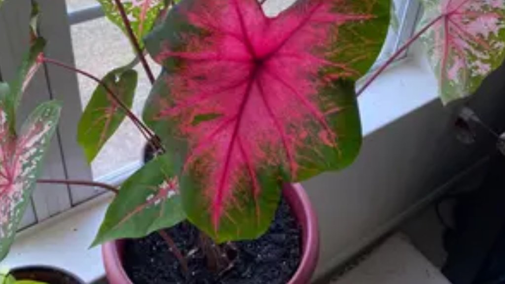 caladium bicolor