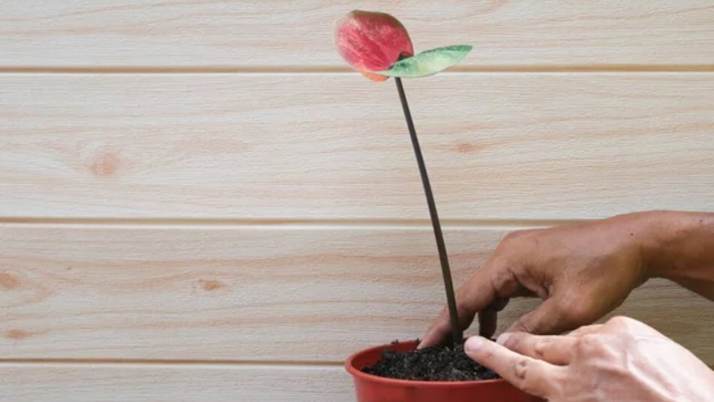 Caladium repotting