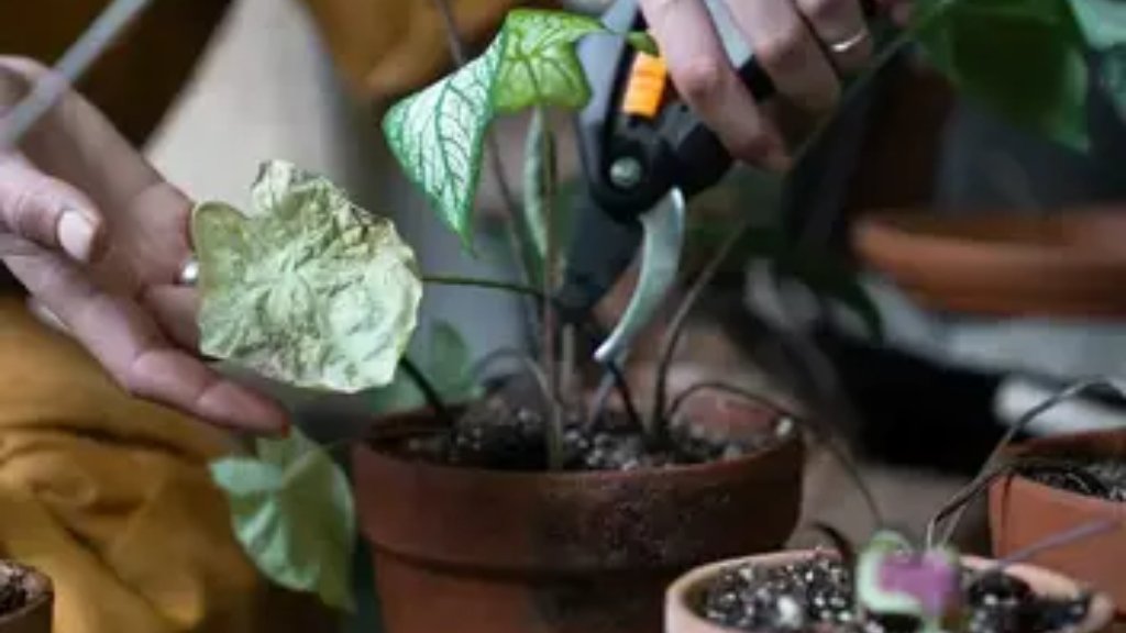 caladium pruning