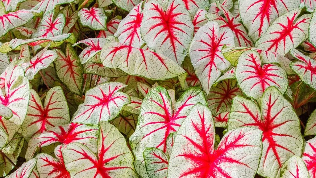 caladium plant care