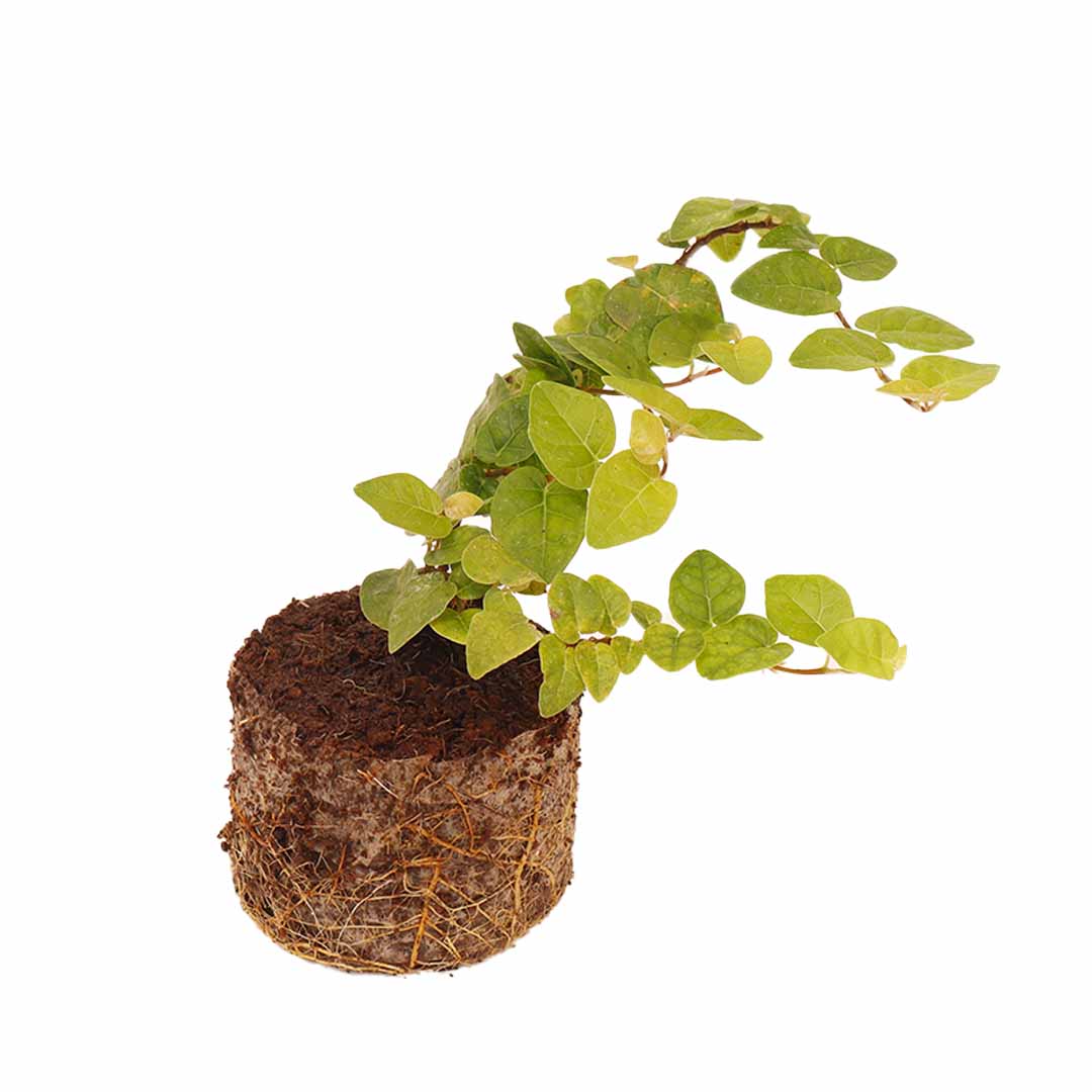 Ficus Pumila-Creeping Fig - Santhi Online Plants Nursery