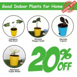 Good Indoor Plants For Home
