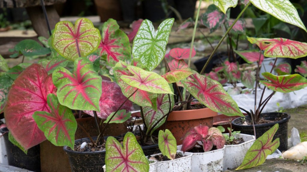 caladium