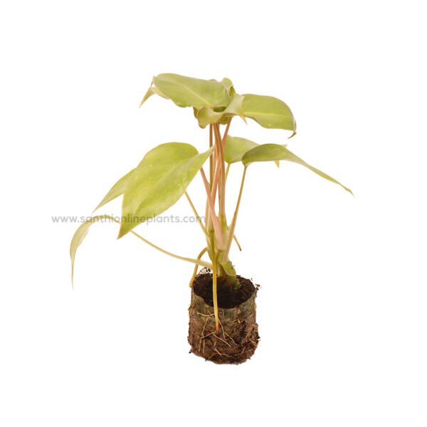 Philodendron Ceylon Golden Plant