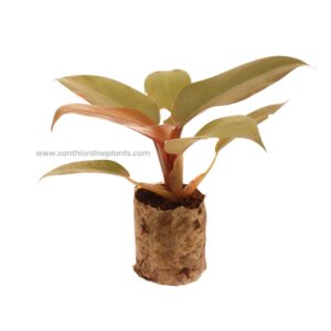 Philodendron'Red Congo'