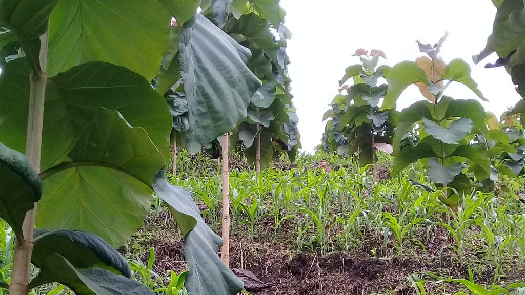 tissue culture intercropping