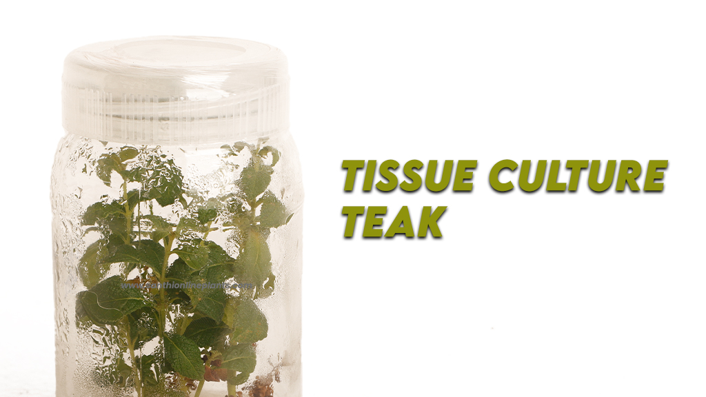 tissue culture tree