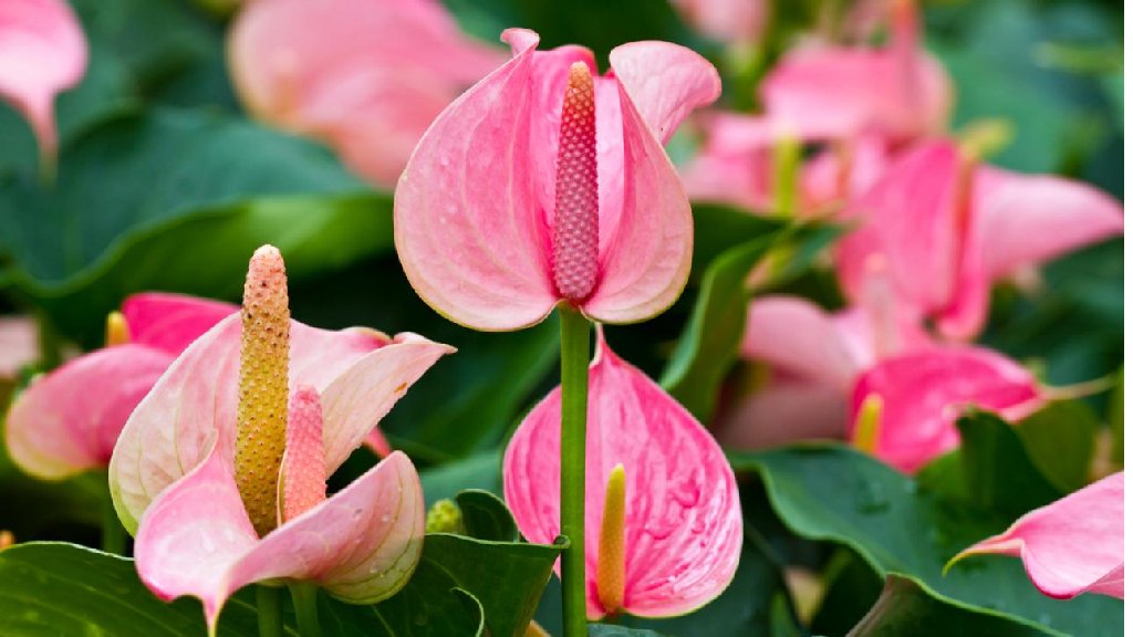 anthurium passion pink