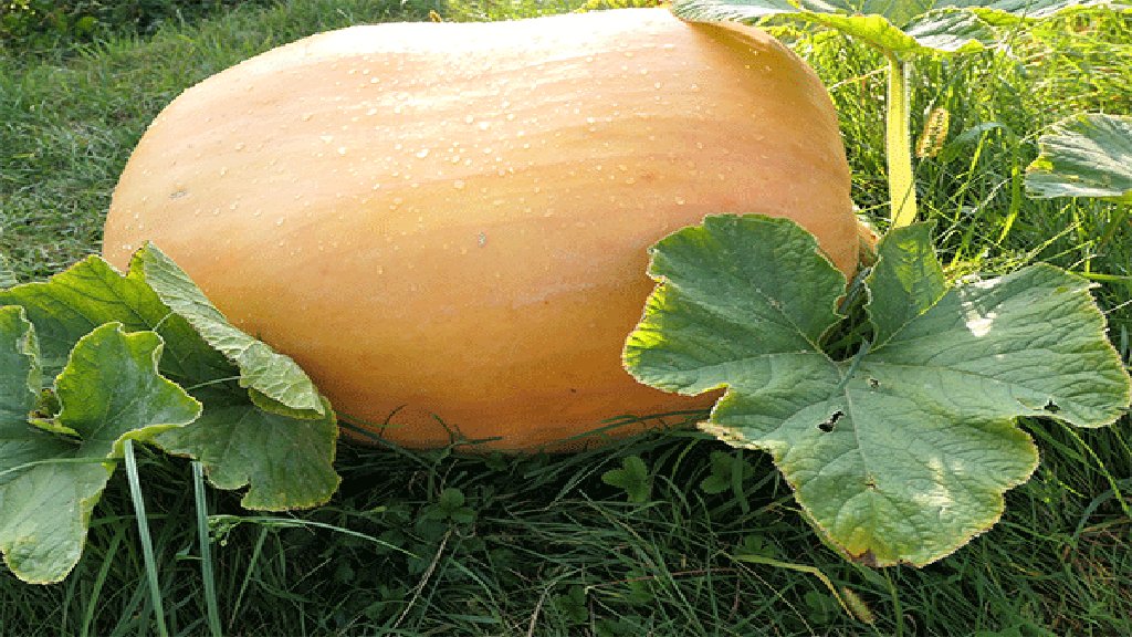 atlantic giant pumpkin plant