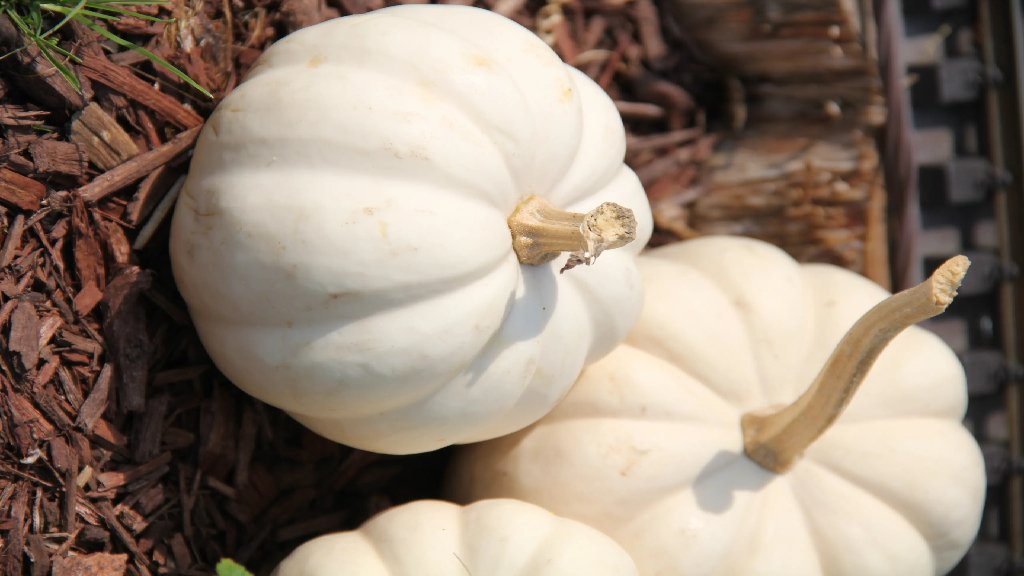 baby boo winter squash