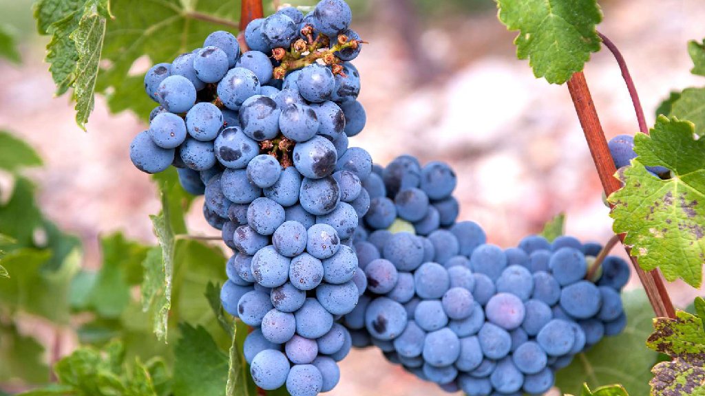 blue grapes