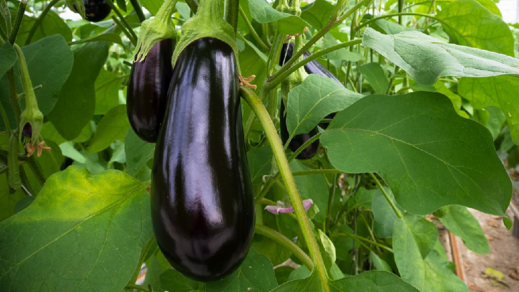 brinjal plant or eggplant