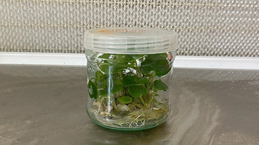 plant tissue culture