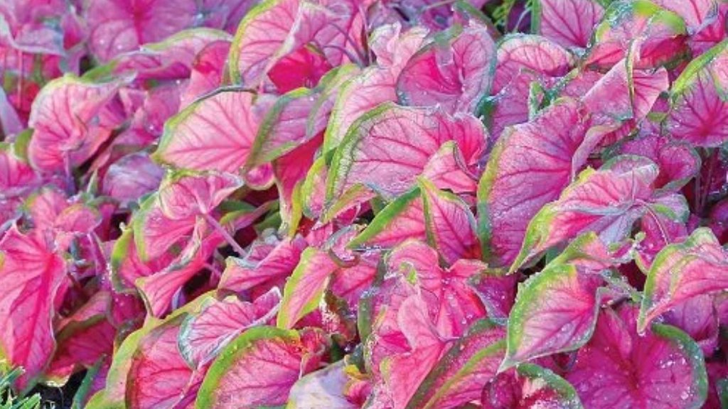 caladiums