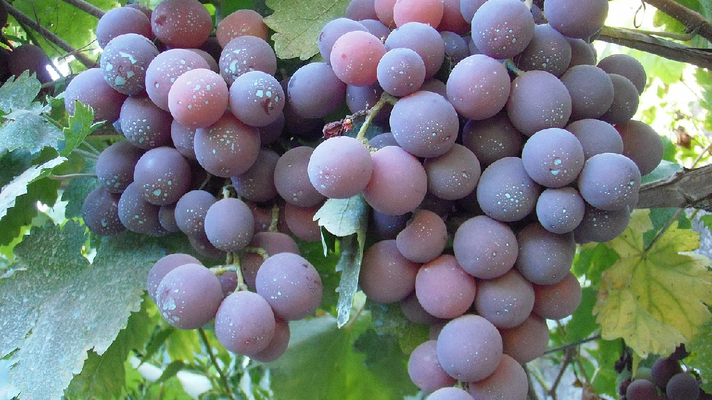 cardinal grapes