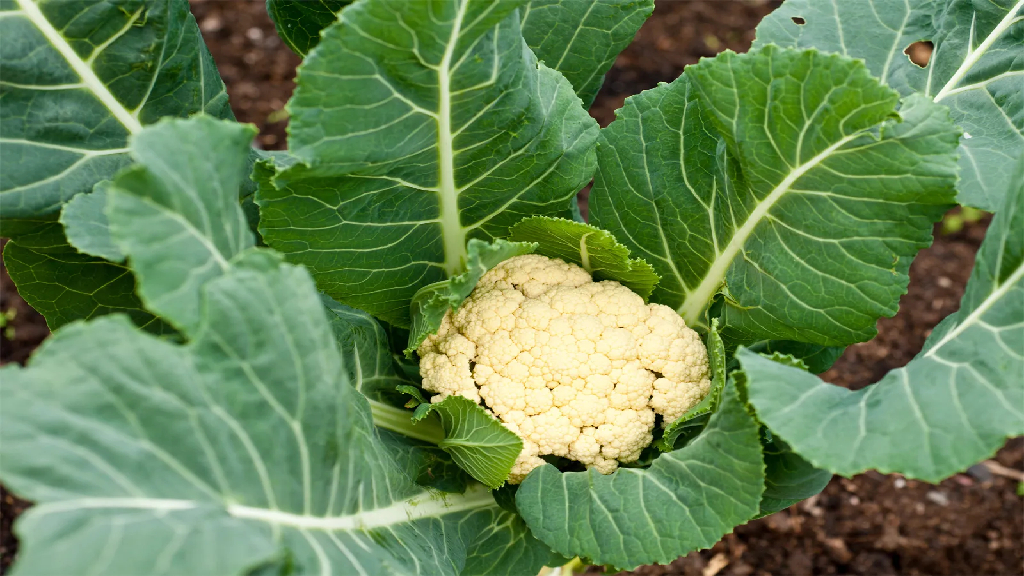 cauliflower or brassica oleracea