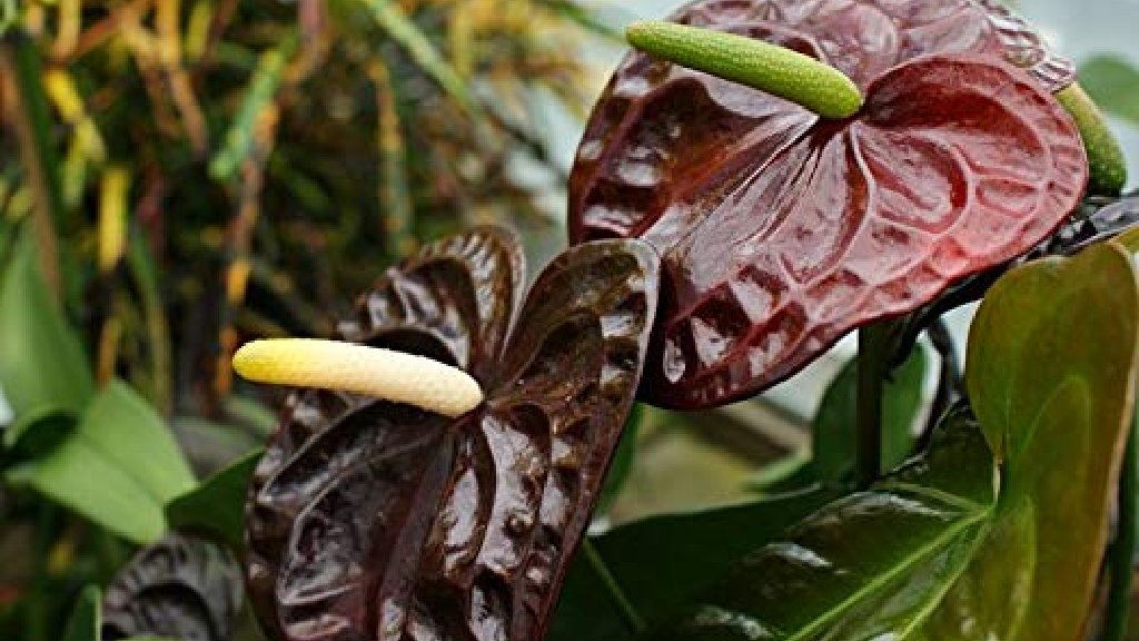 anthurium chocolate