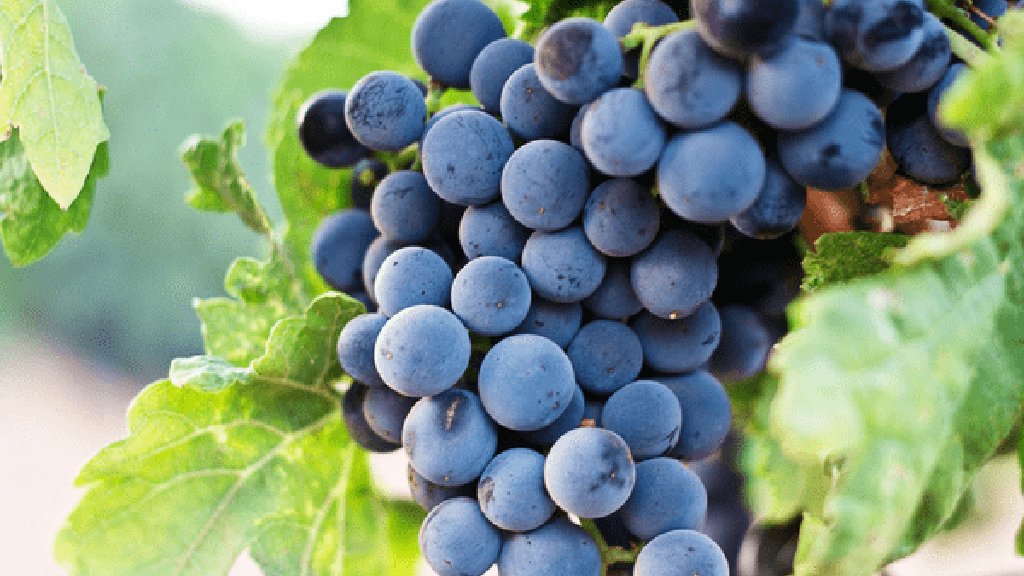 concord grape