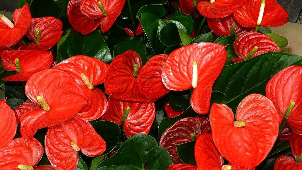 anthurium flame red