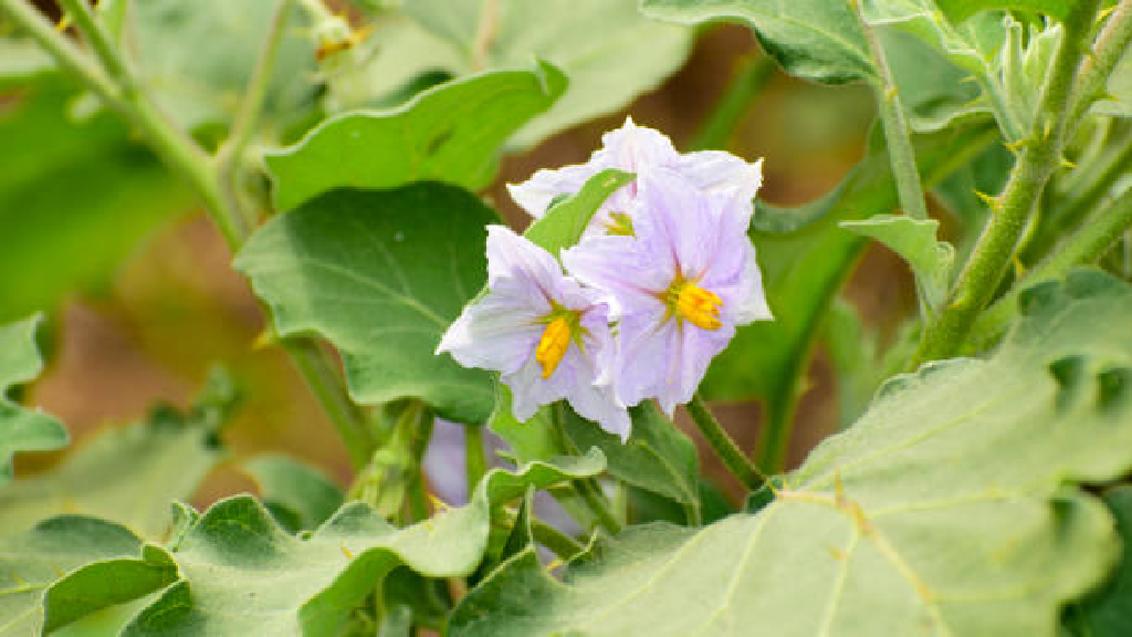 eggplant flowering