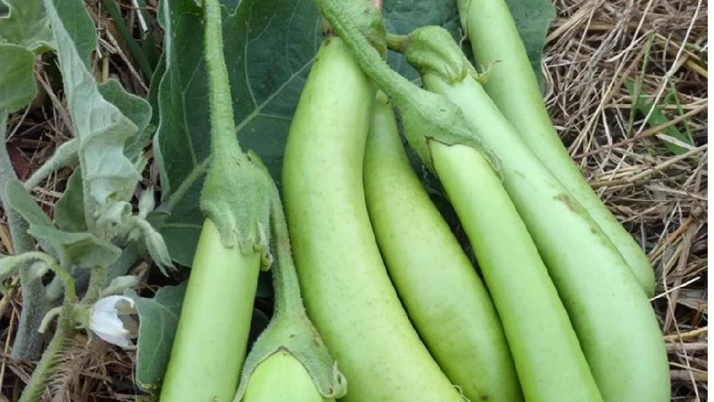  Green variegated long brinjal 