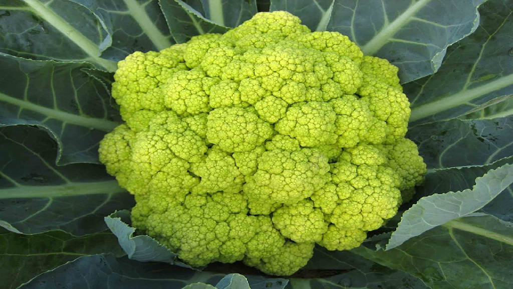 green cauliflower plant
