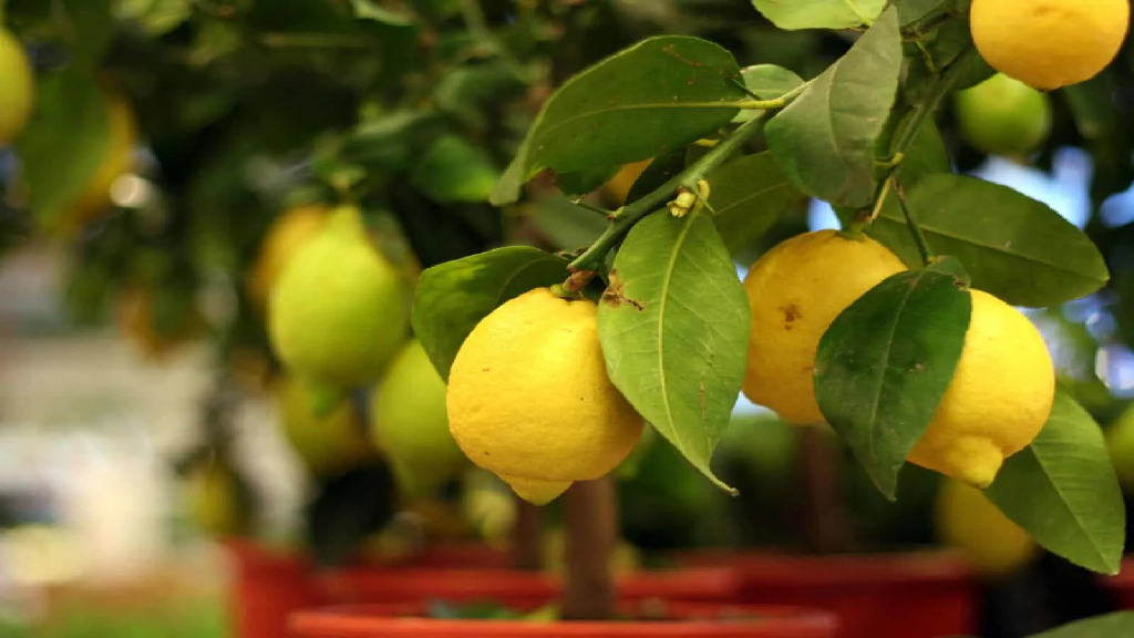 lemon or citrus plant