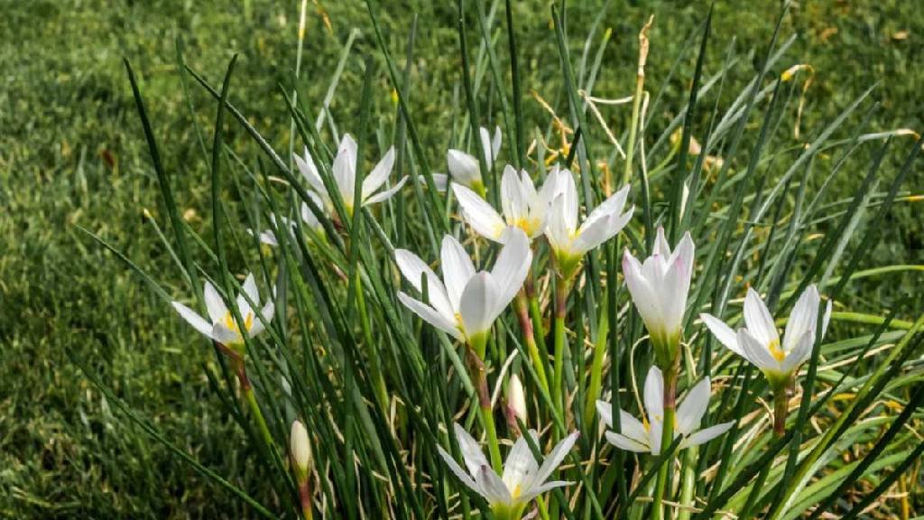 lily flower