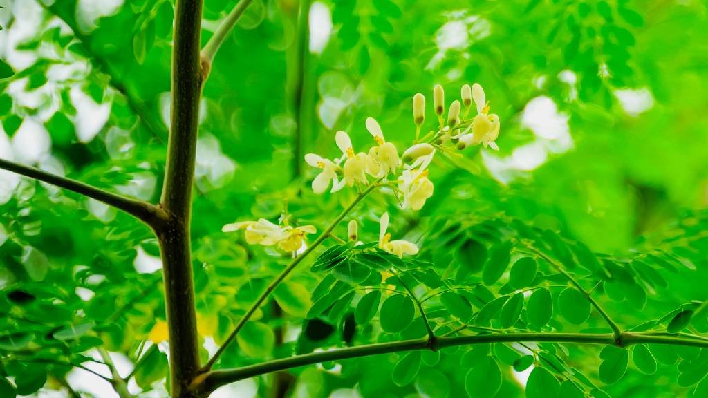 Moringa oleifera