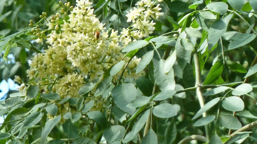 Moringa stenopetala