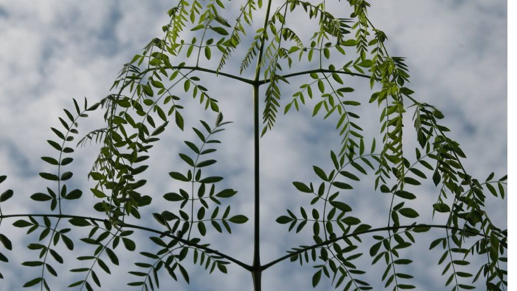 Moringa drouhardii