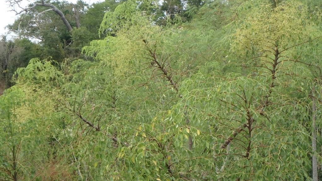 Moringa hildebrandtii