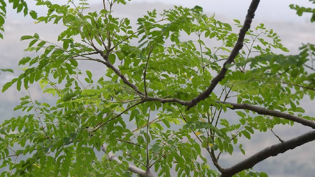 Moringa concanensis