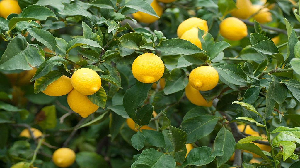 meyer lemon