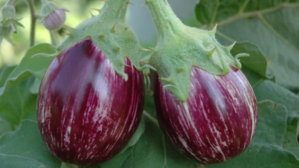 Brinjal plant (Nattu kaththri)