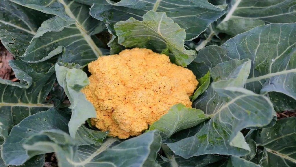 orange cauliflower plant