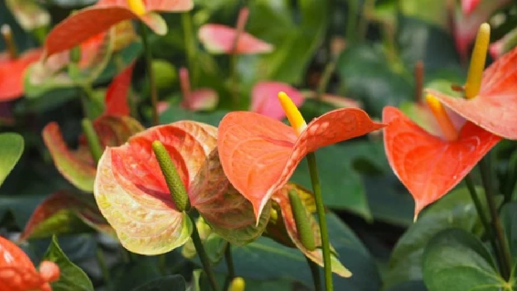 anthurium sunshine orange