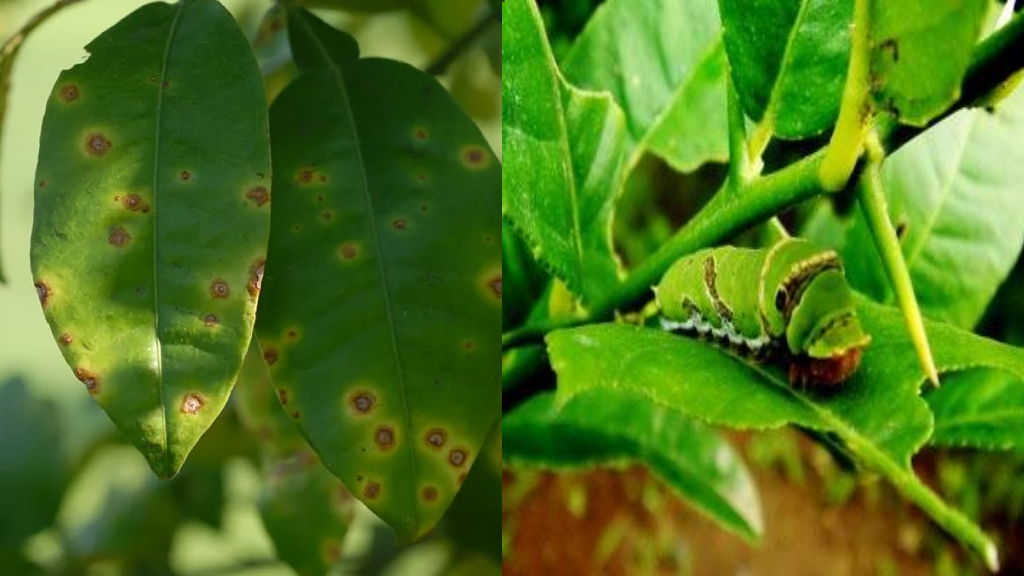 pests and diseases in citrus