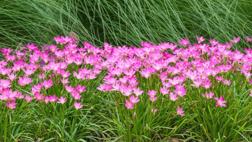  pink rain lily