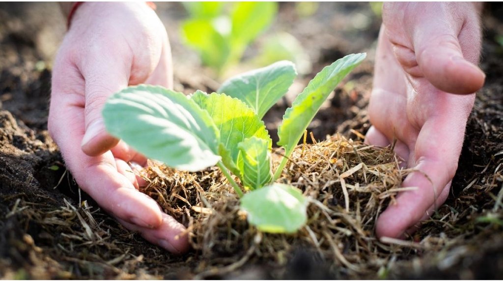 planting time